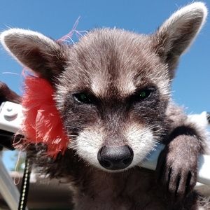 Meet your Posher, Brandon